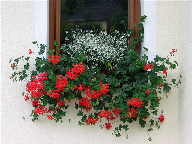 Pelargonije